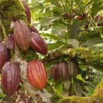 ARBOL DE CACAO