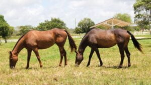 Dependiendo de la disciplina que los caballos practiquen, serÃ¡ su preparaciÃ³n.