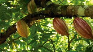 Frutas del cacao en el árbol.