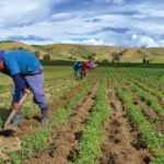 Agricultor