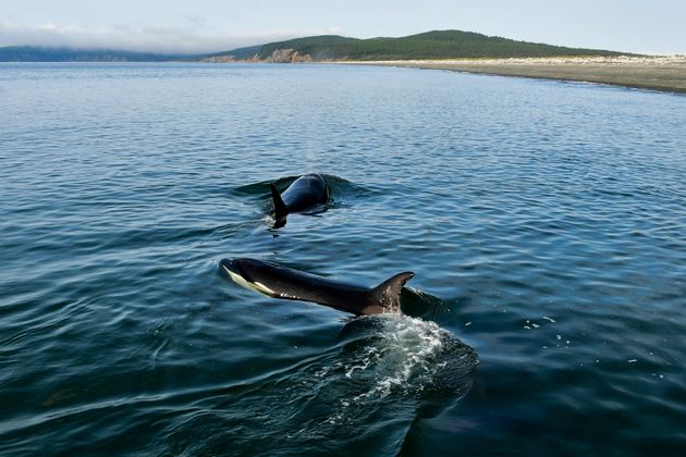 Rusia desmantela la mayor «cárcel de ballenas» del mundo