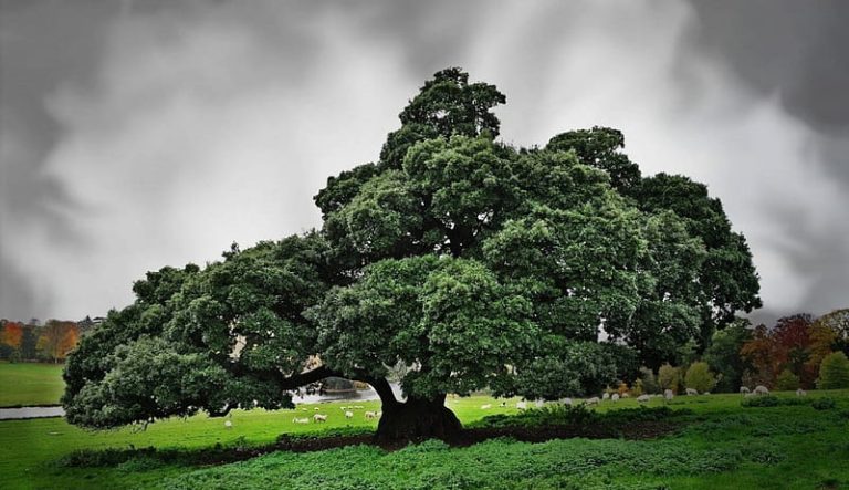 10 millones de hectáreas de bosque son tragadas por la deforestación cada año