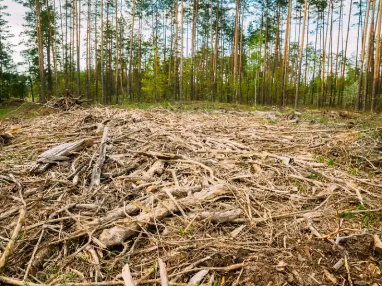 Unión Europea prohíbe importación de bienes que causen deforestación