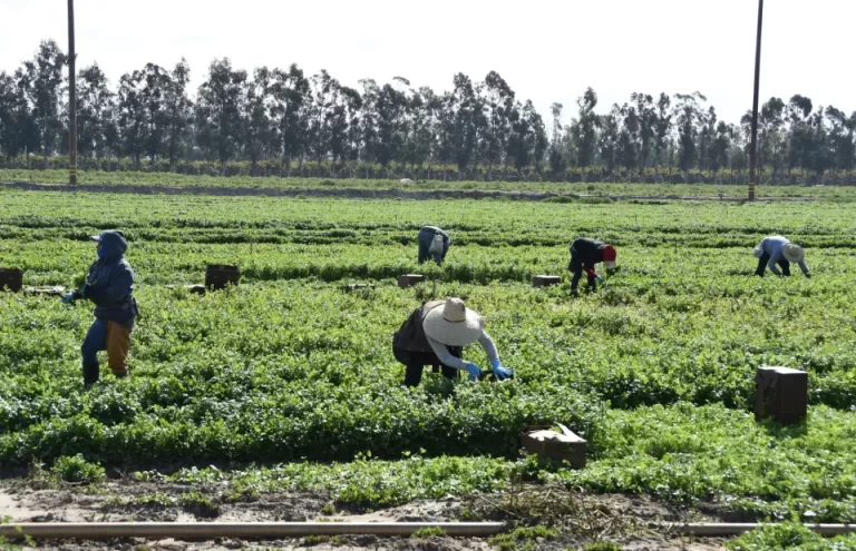 EEUU busca restaurar protecciones a trabajadores agrícolas contra pesticidas