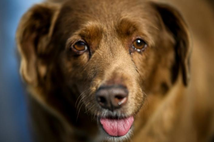 Bobi, de 30 años, designado perro más longevo del mundo