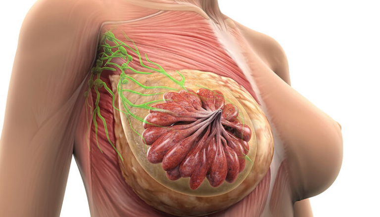 Anatomía macroscópica de la mama y sus variaciones