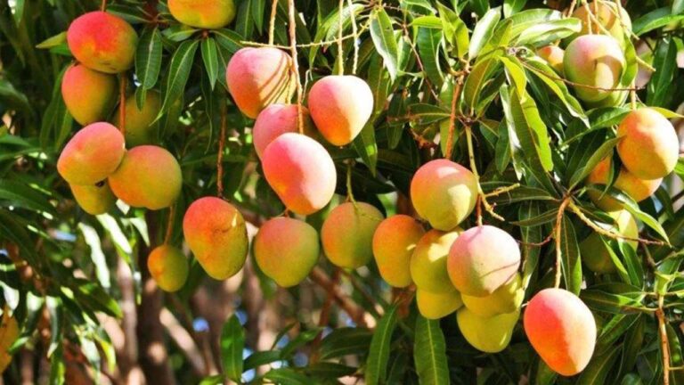 En El Seibo se pierden las cosechas de mangos por no tener una procesadora