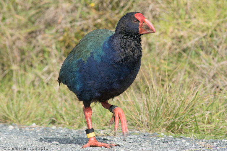 Pájaro prehistórico que se creía extinto regresa a Nueva Zelanda