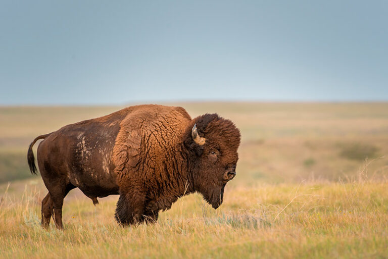 El bisonte: un animal que regresa a las praderas