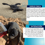 INFOGRAFIA PROTORTUGA – EL TIEMPO- 1 SOLA PAG (6000 x 800 px)-3 (1) (1)